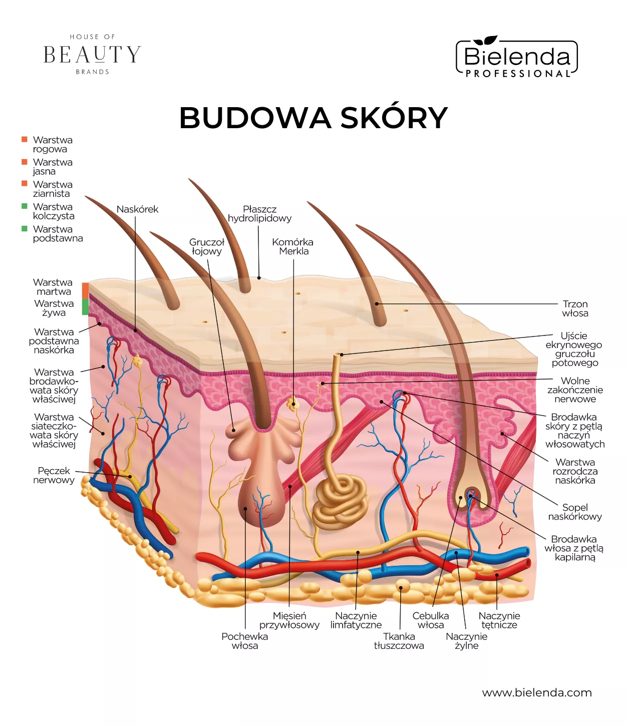 budowa sk&oacute;ry