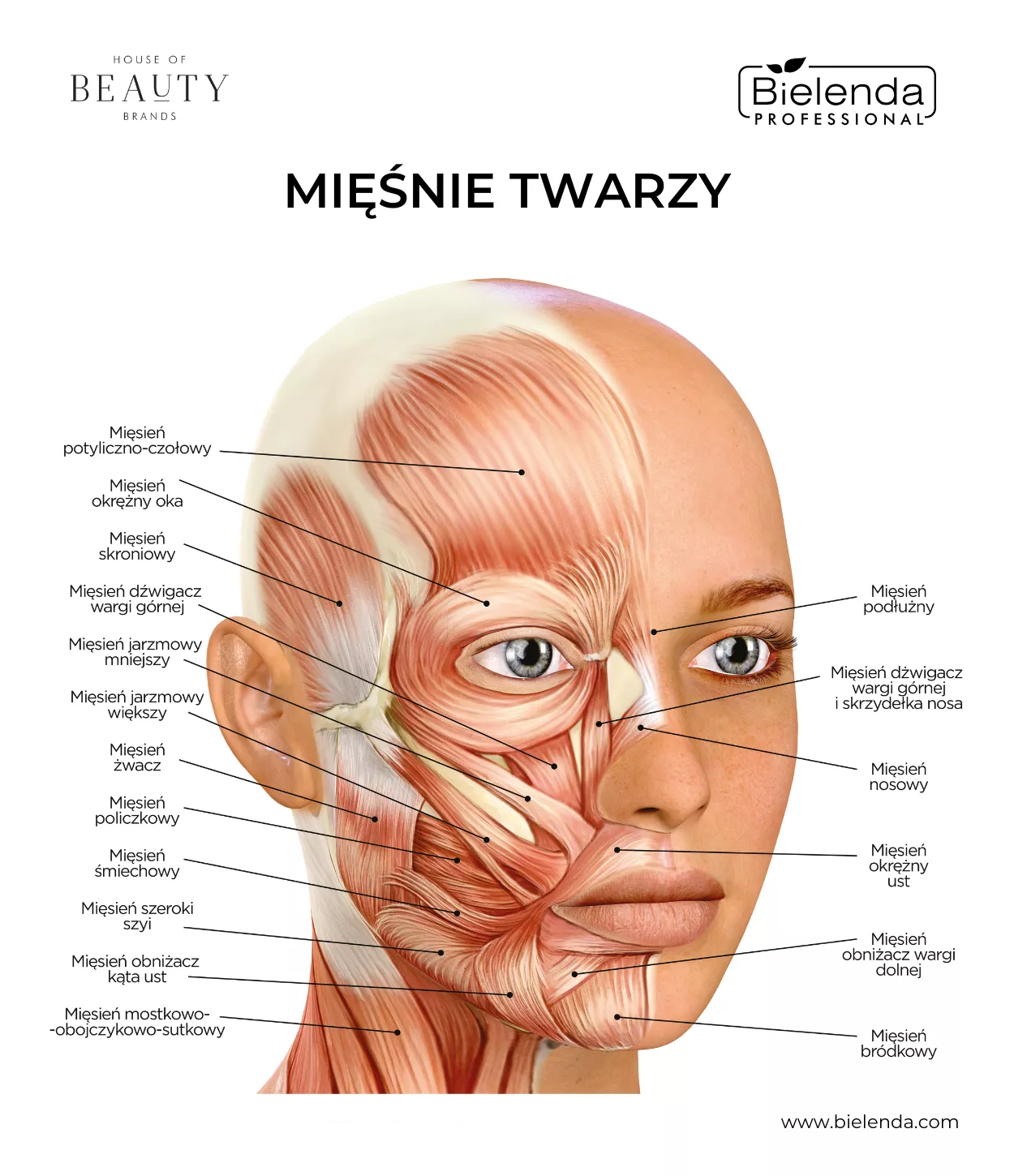 mięśnie twarzy