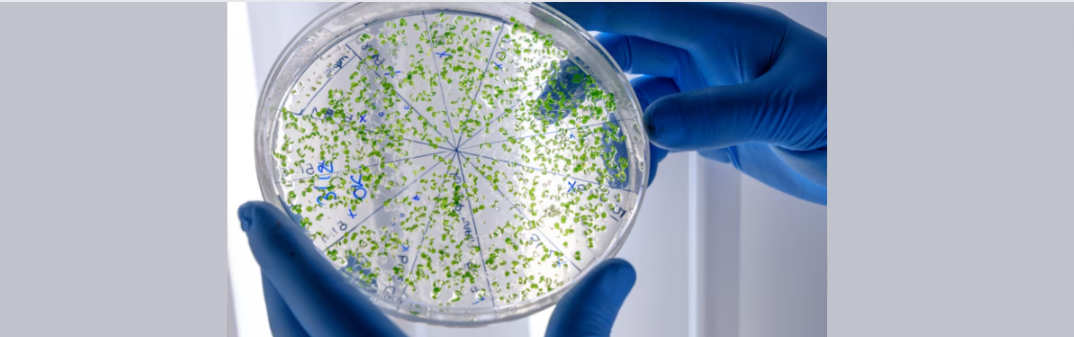 Czym jest mikrobiom skóry?